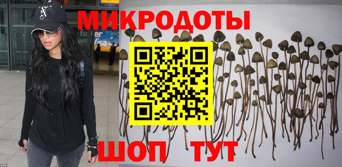 Галлюциногенные грибы Psilocybine cubensis Можайск